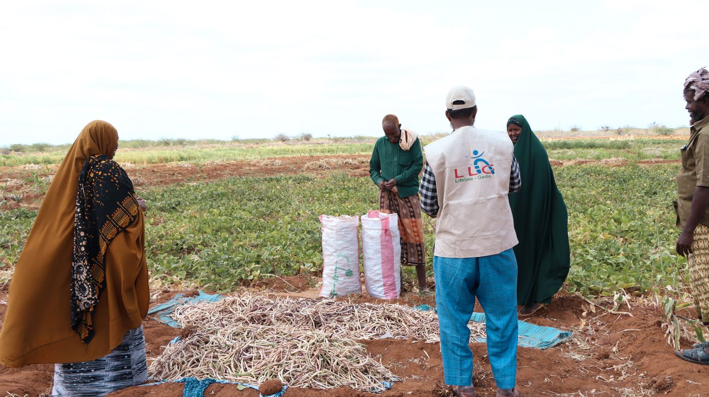 Cooperative farmers harvesting beans and maize in Shimbirole East, Bardhere
