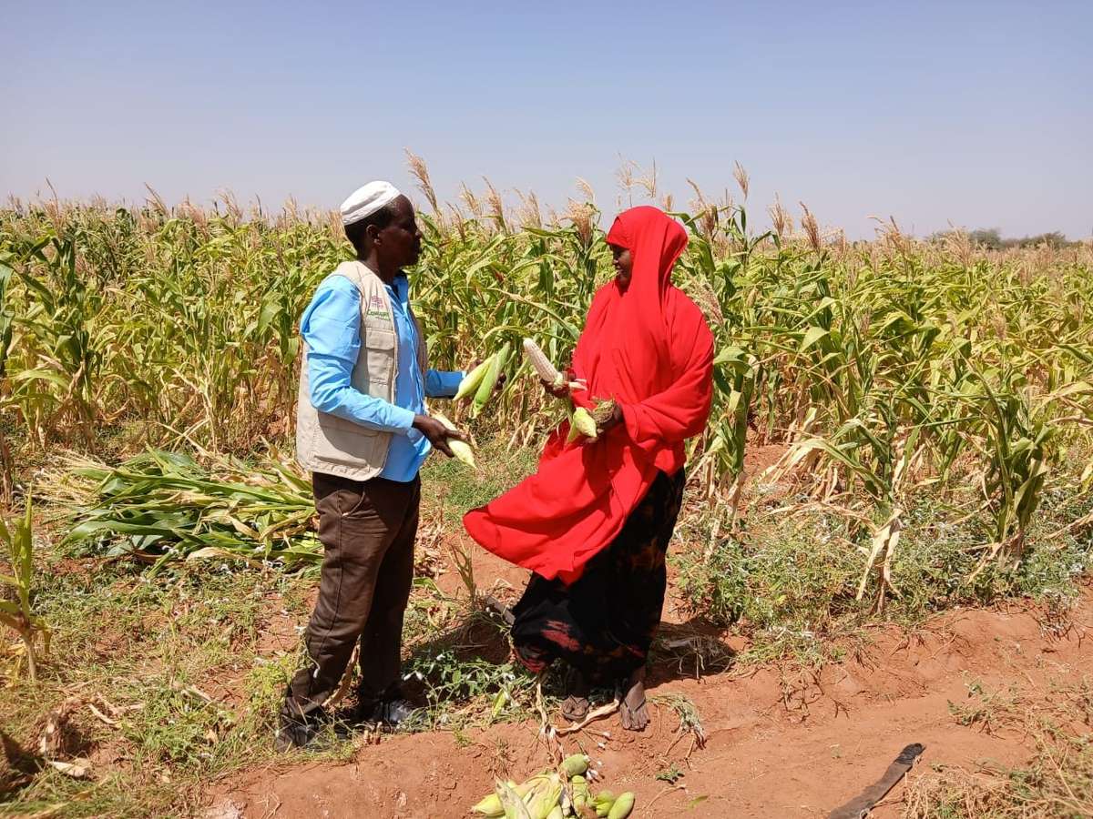 Abdiyo Hussein Muse harvesting maize with an LLG field officer at Oda