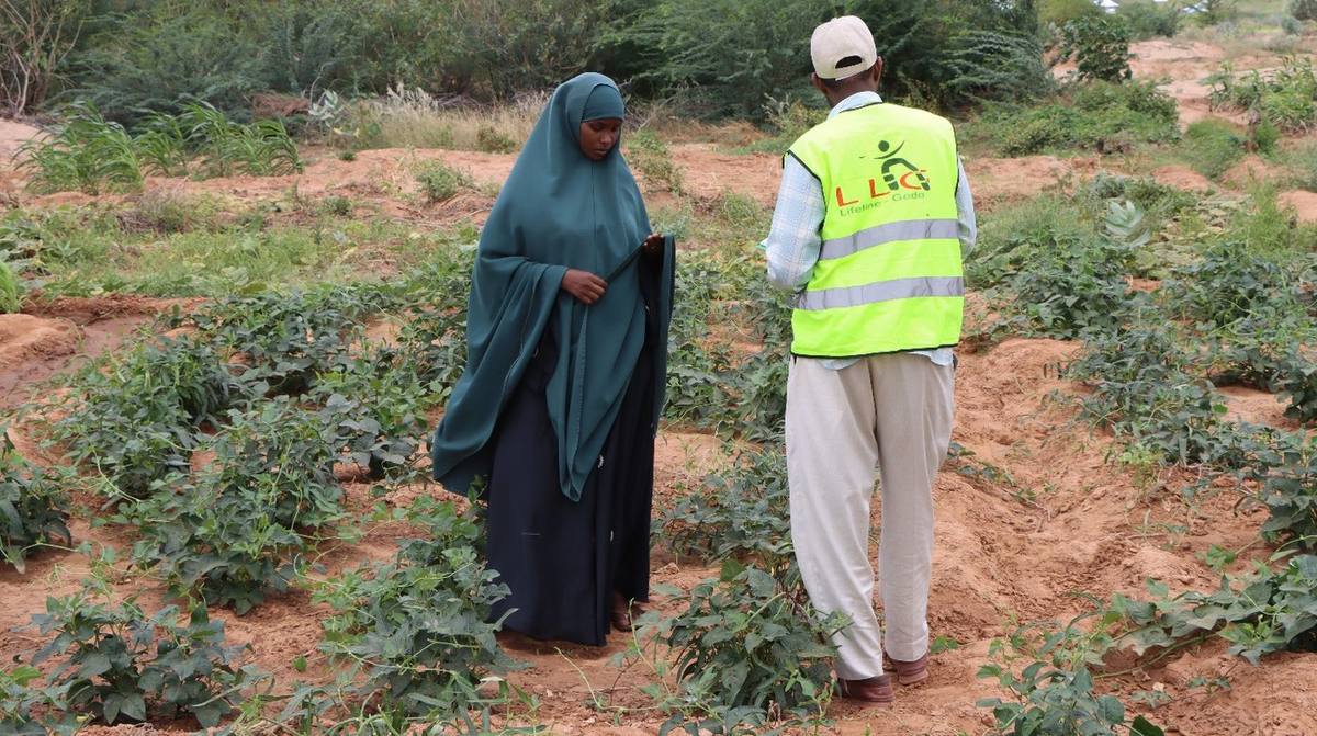 Binta's cowpea plot at Horseed during a field visit
