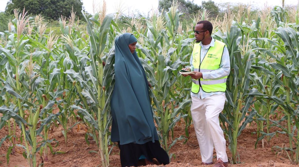 Binta Hared Dayyib with an LLG field assistant in her maize plot at Horseed