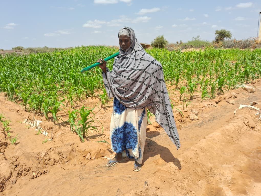 Maama Maryan Mohamud standing in her maize plot at Bula Qalooc, Dollow