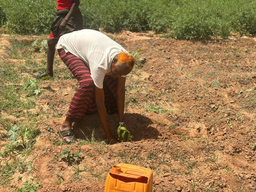 Tree planting under the TERRA project